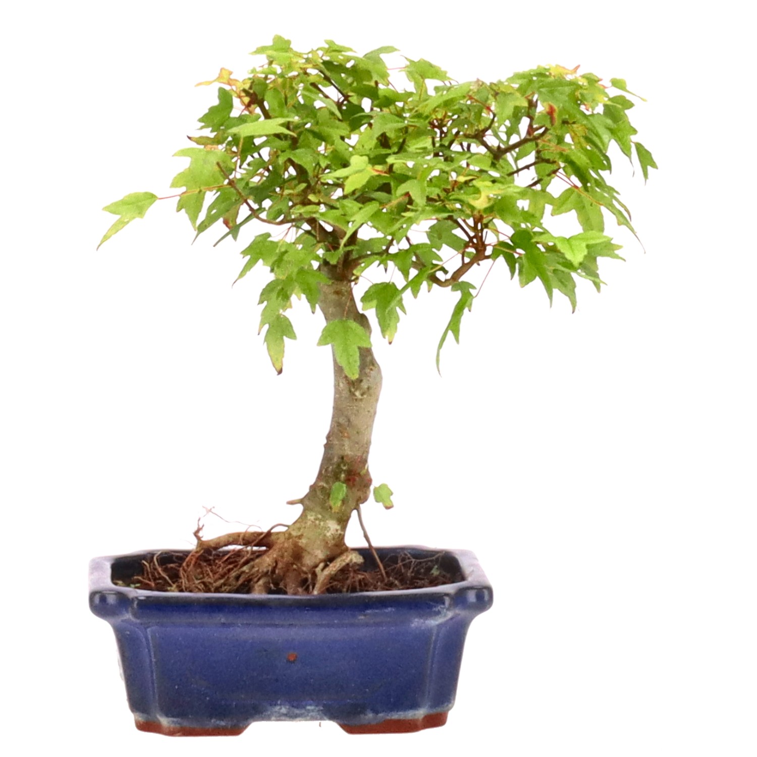 Trident Maple, approx. 7 y. (24 cm)