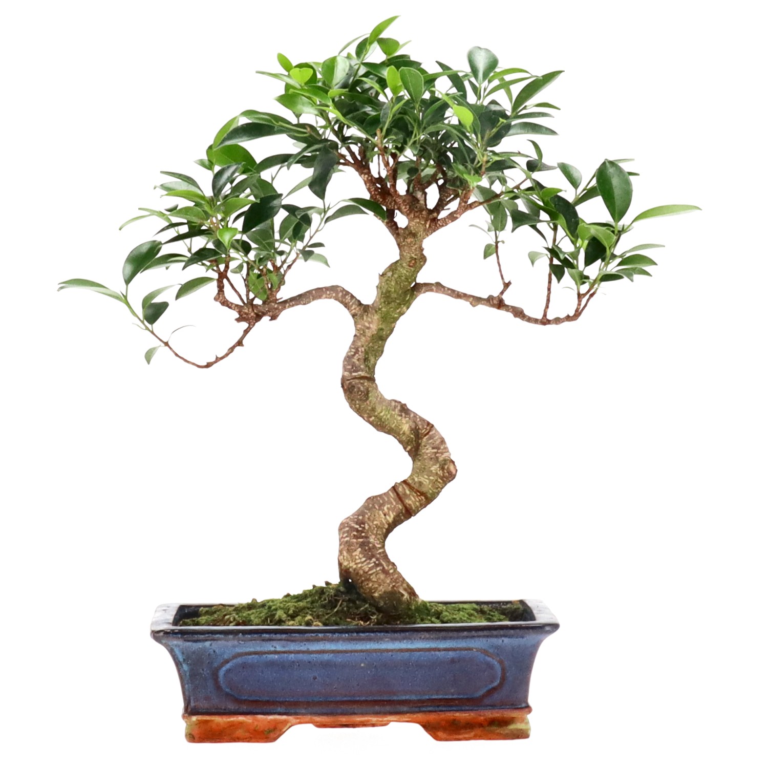 Indian Laurel, approx. 14 y. (40 cm)