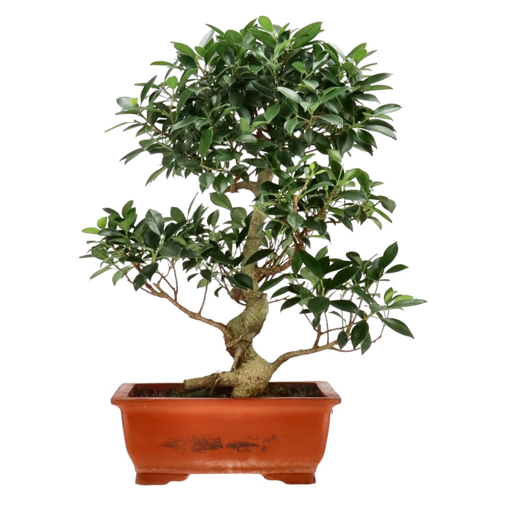 Ficus Retusa, env. 16 ans (55 cm)