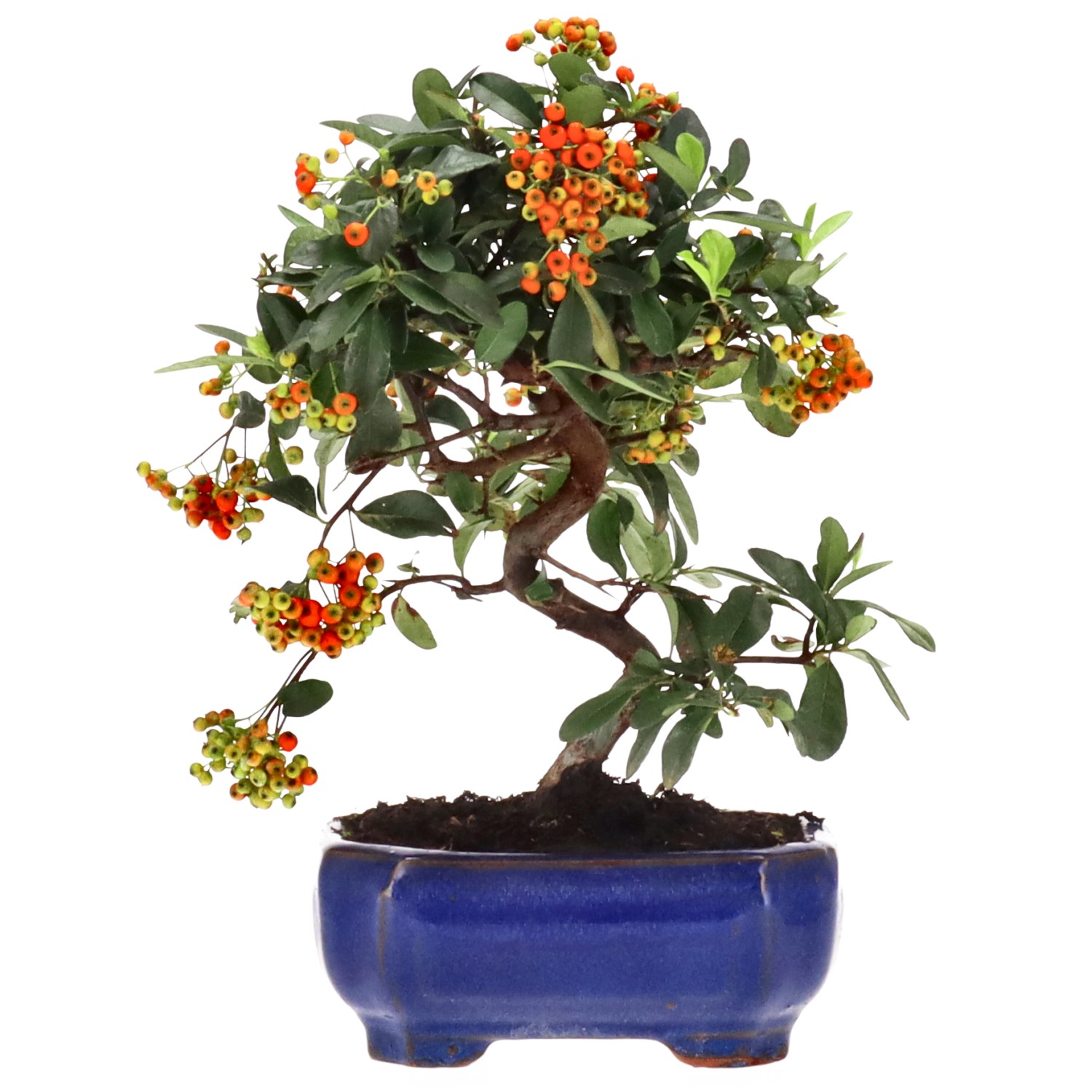 Firethorn, approx. 7 y. (23 cm)