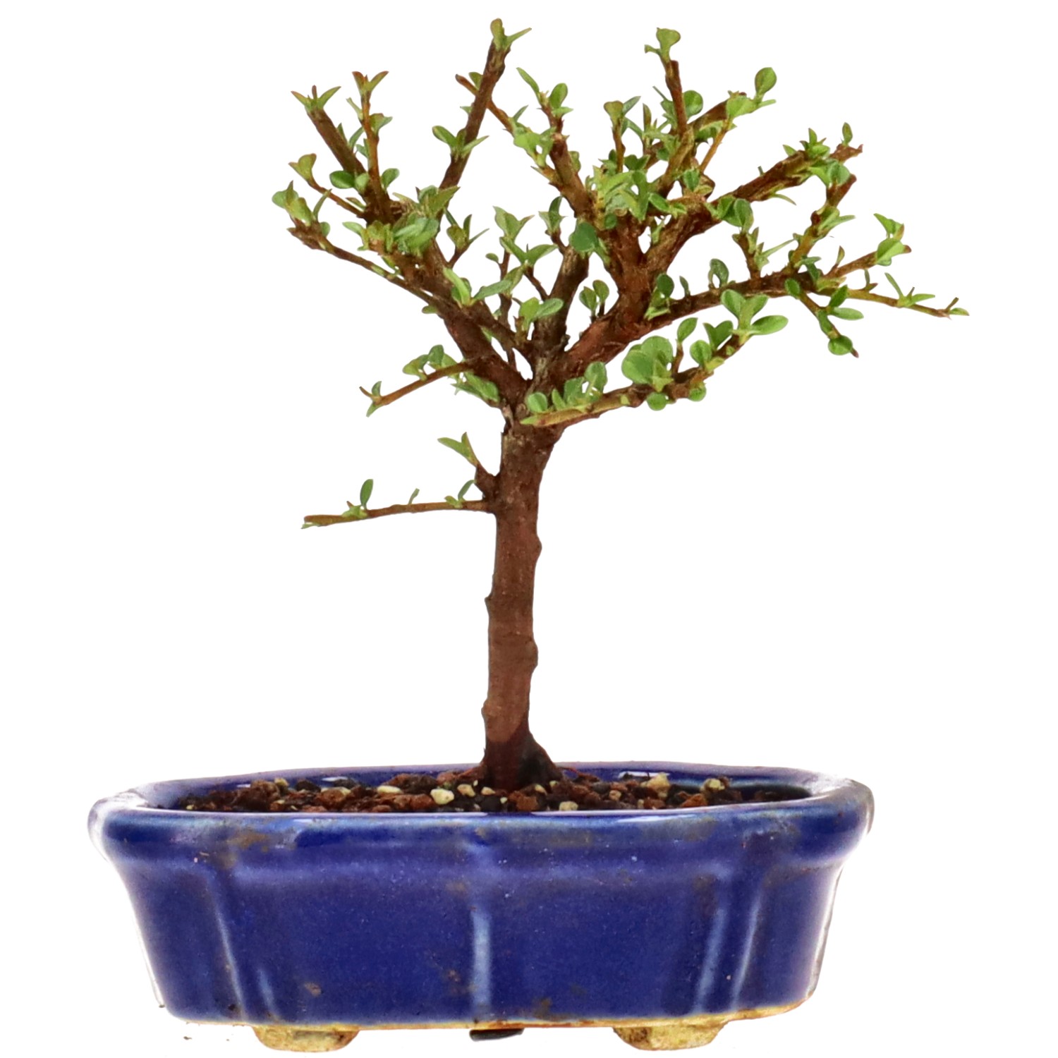 Cotoneaster microphylla, env. 3 ans (14 cm)