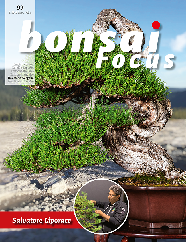 Bonsai-Focus 100 Nov/Dez 2019