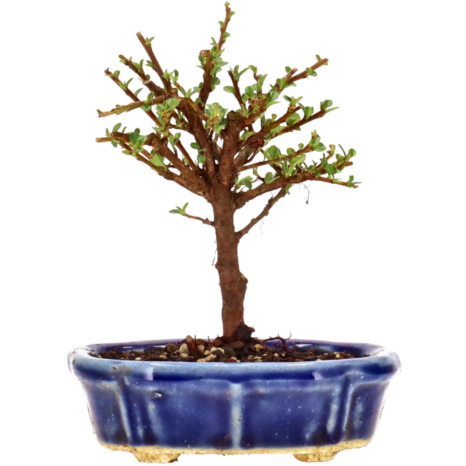 Cotoneaster microphylla, env. 3 ans (13 cm)