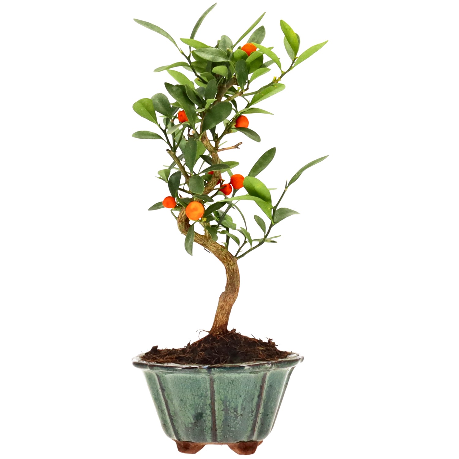 Chinotto, env. 7 ans (25 cm)