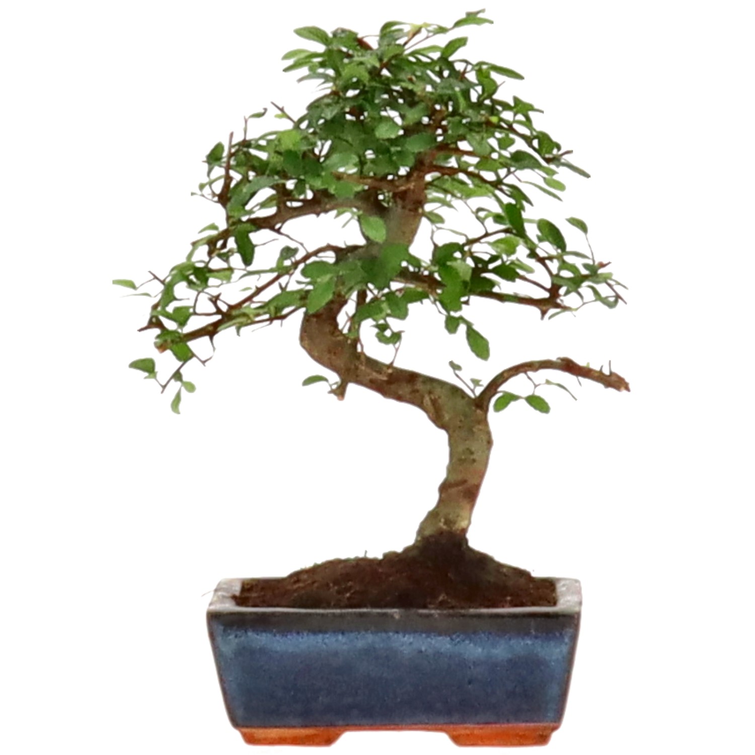 Chinese elm, approx. 7 y. (23 cm)