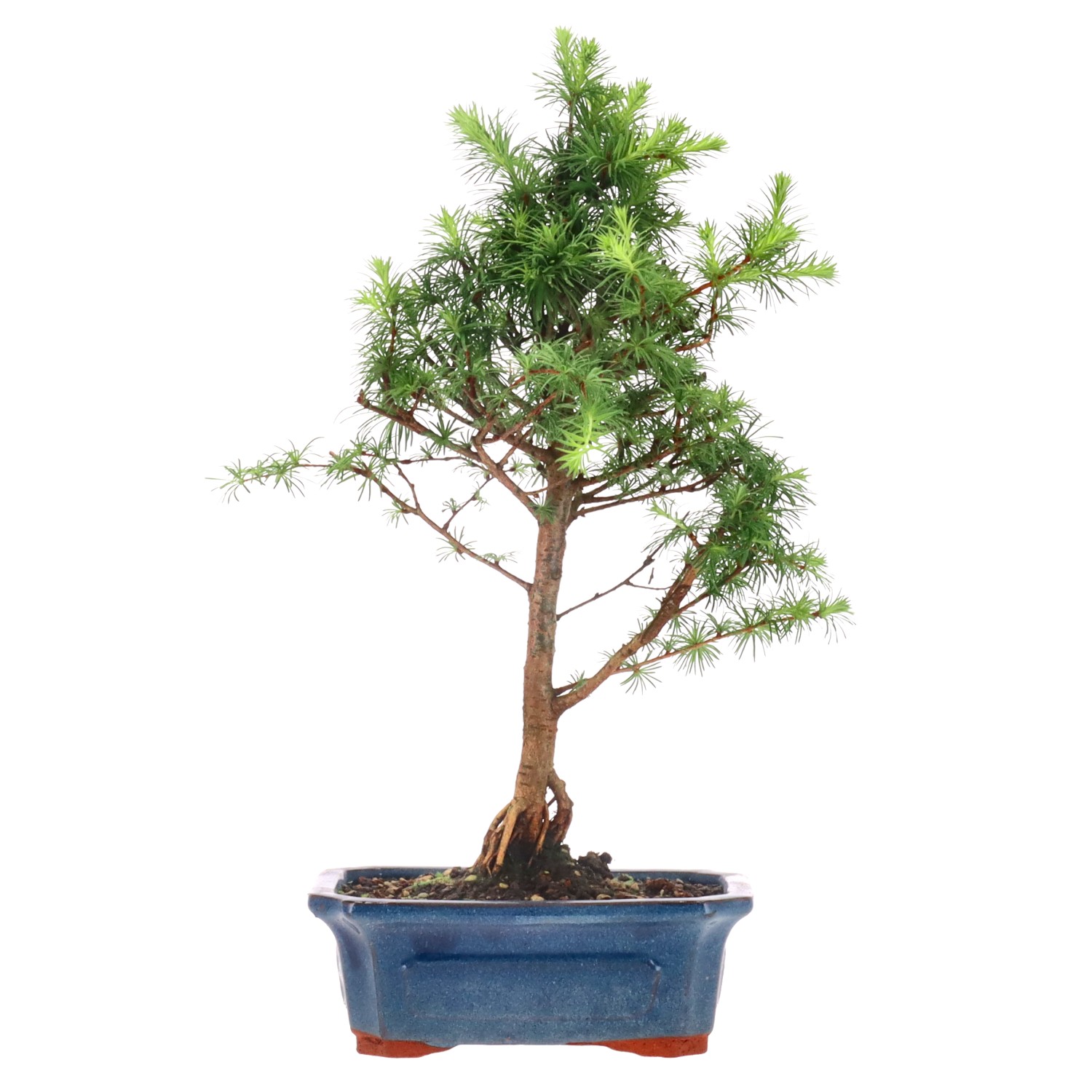 Japanese Larch, ca. 7 y. (38 cm)