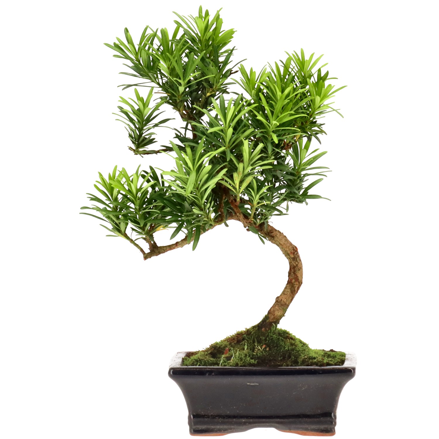 Buddhist pine, approx. 7 y. (28 cm)