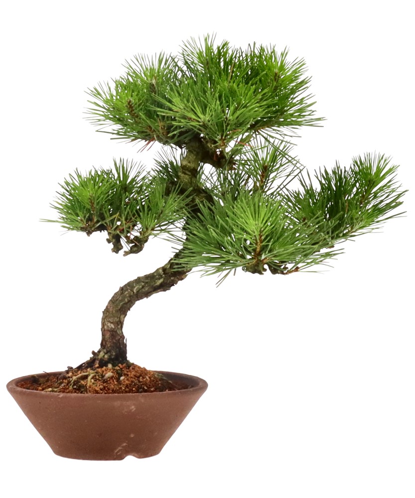 Red pine, approx. 15 y. (31 cm)