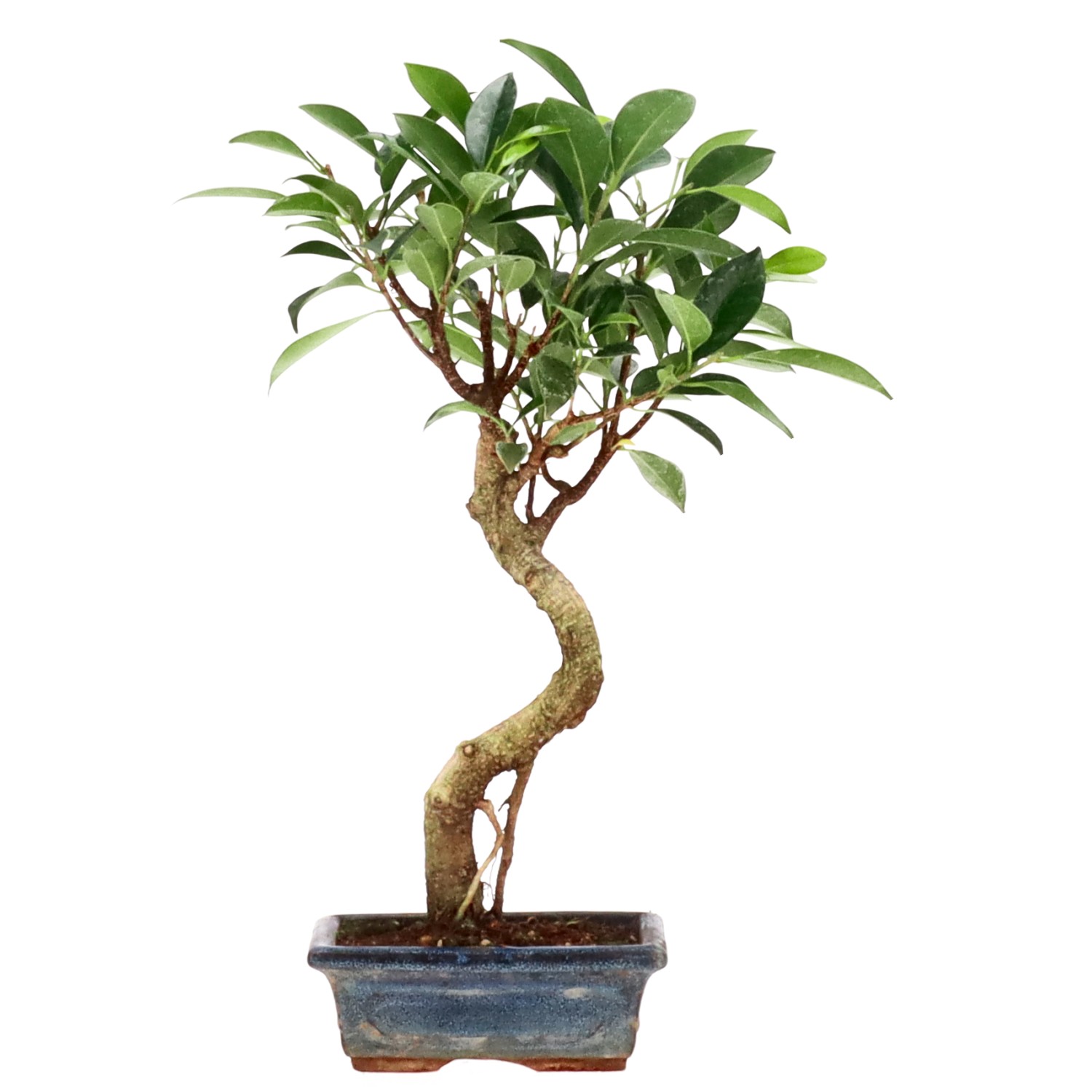 Indian Laurel, approx. 7 y. (31 cm)