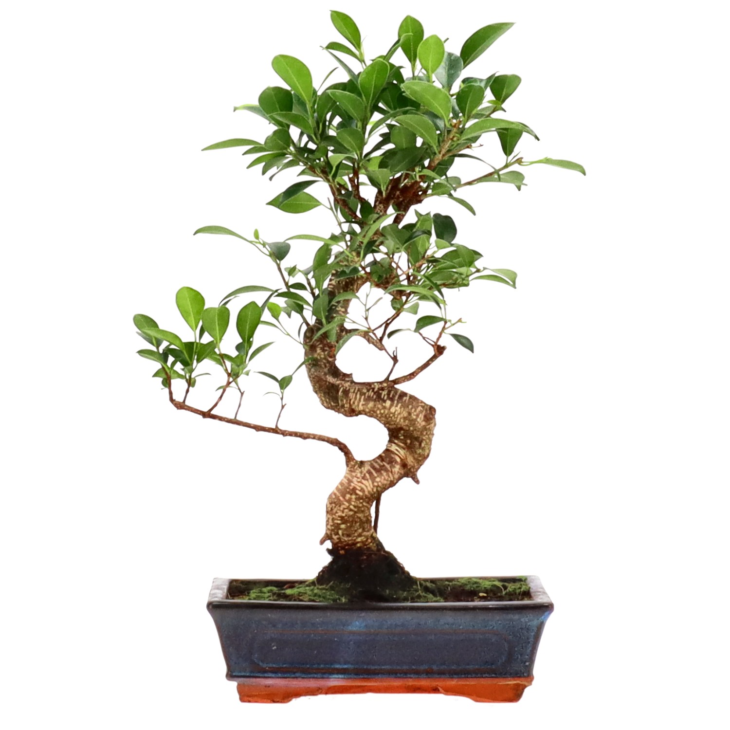 Indian Laurel, approx. 12 y. (38 cm)