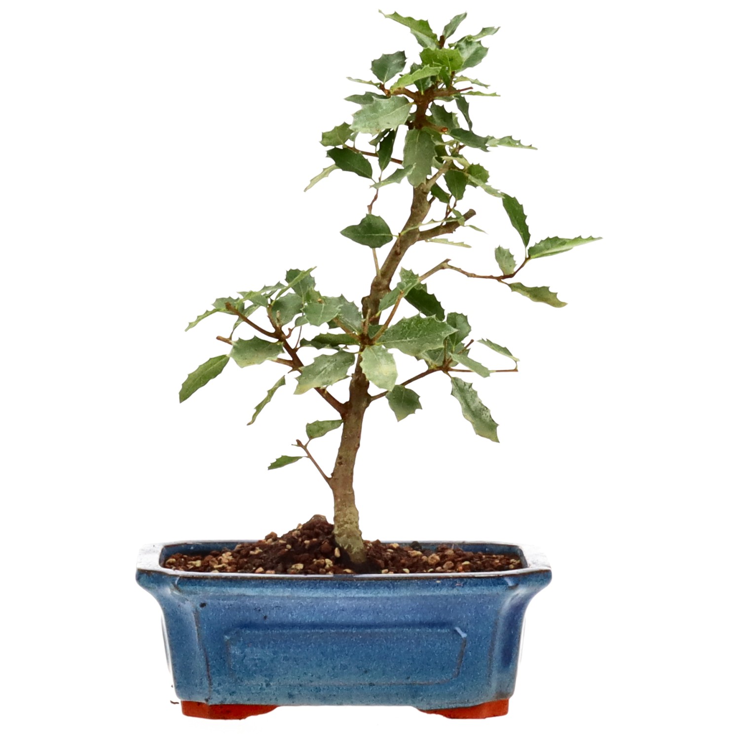 Quercus ilex, ca. 6 anni (29 cm)