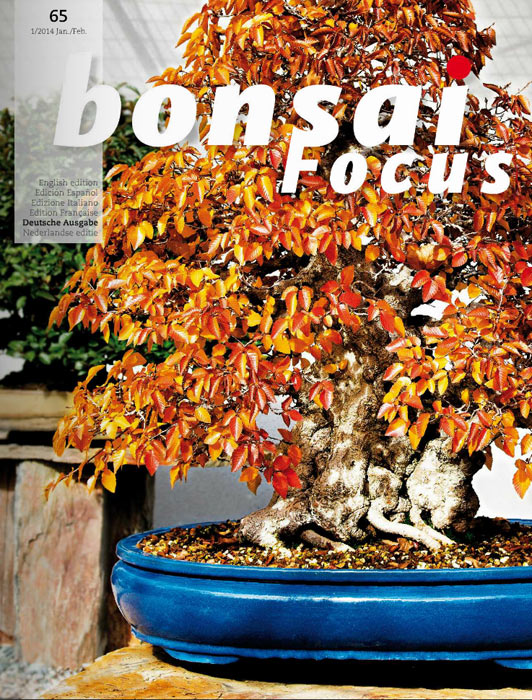 Bonsai-Focus 100 Nov/Dez 2019