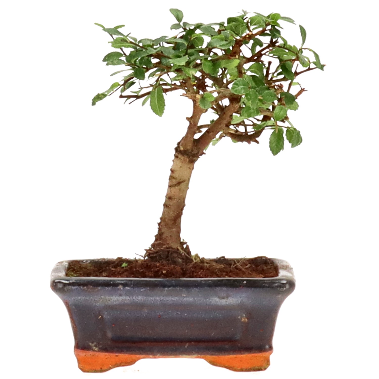 Chinese elm, approx. 8 y. (16 cm)