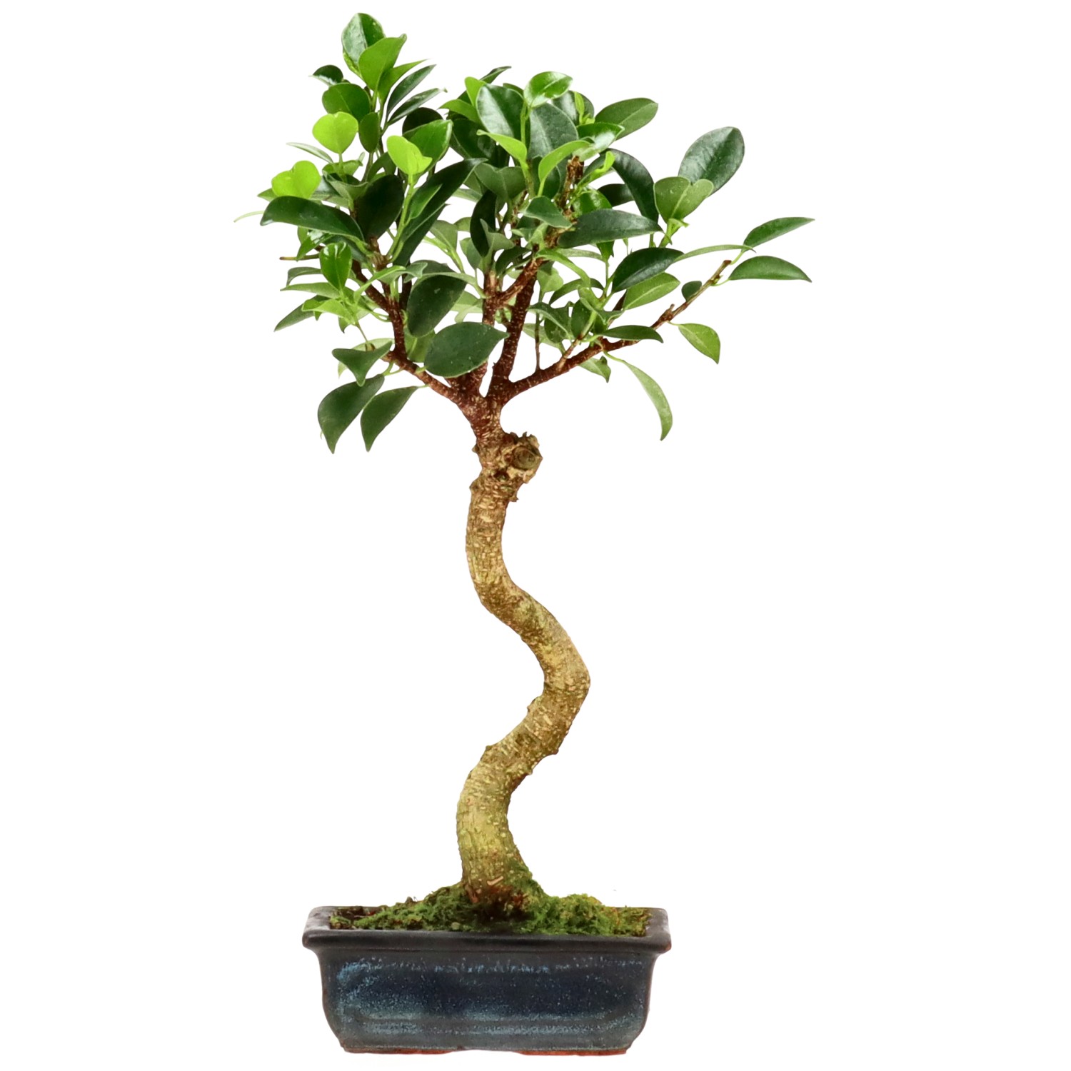 Ficus Retusa, ca. 7 anni (34 cm)