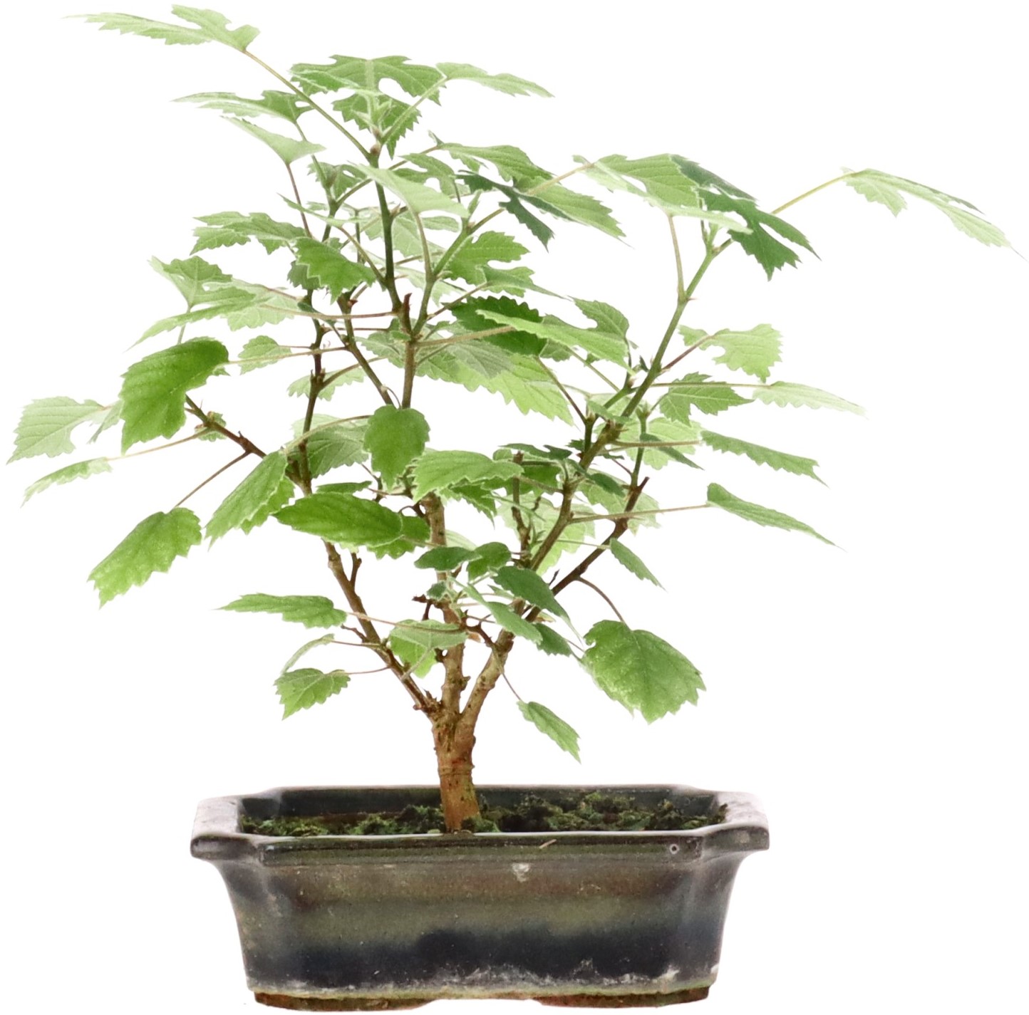 Mulberry tree, approx. 3 y. (19 cm)