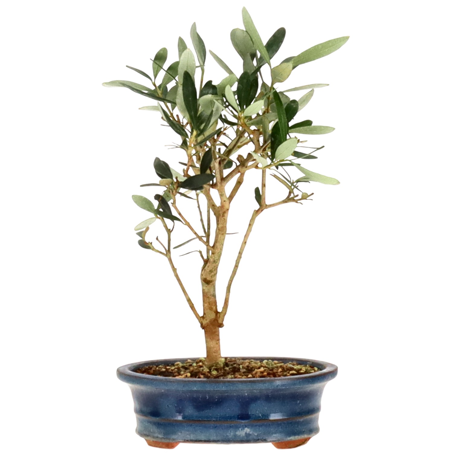 Olea europaea, ca. 7 anni (27 cm)