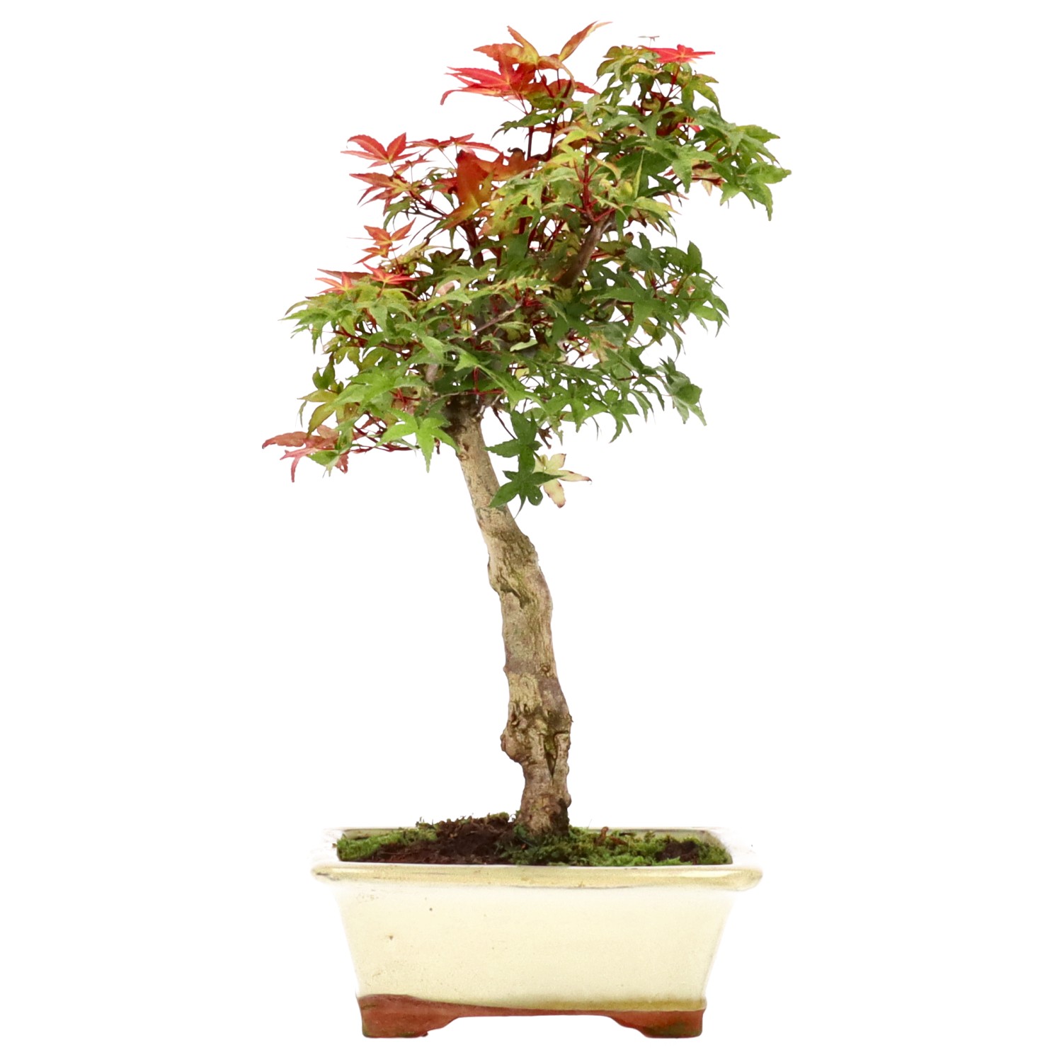 Jap. Maple (Deshojo), approx. 12 y. (34 cm)