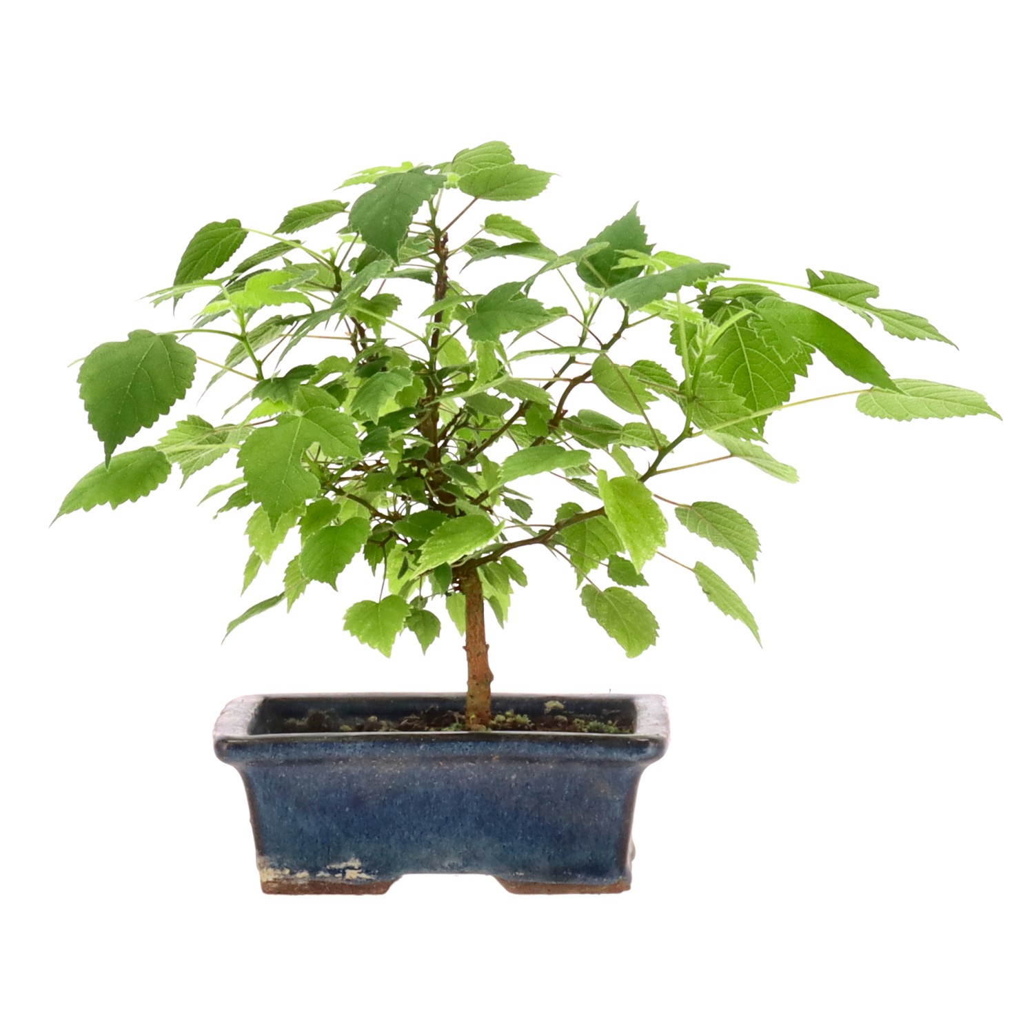 Mulberry tree, approx. 3 y. (18 cm)