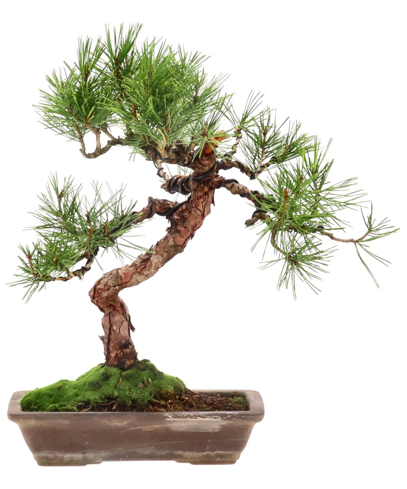 Red pine, approx. 14 y. (34 cm)