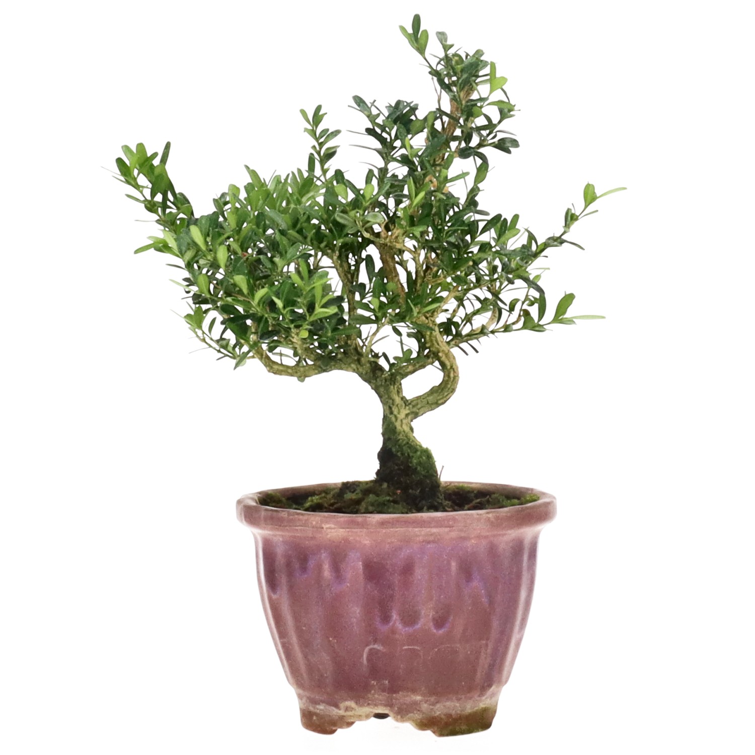 Box tree, approx. 8 y. (17 cm)