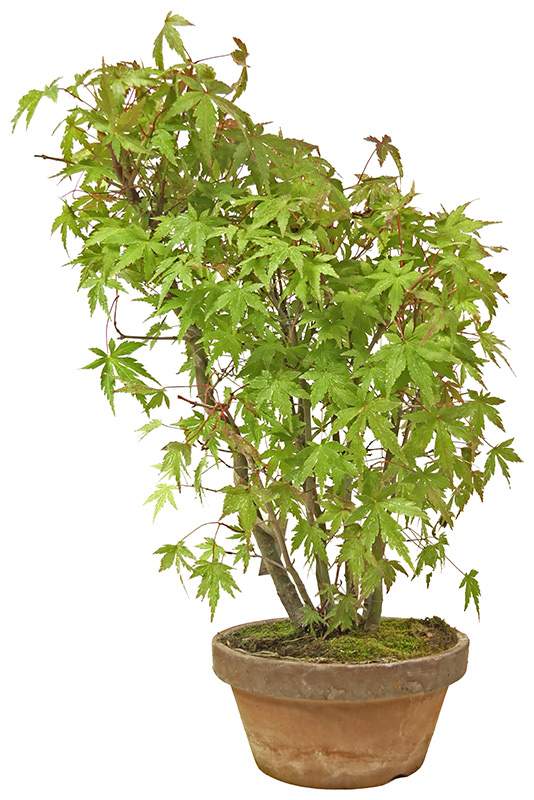 Jap. Maple, ca. 8 y. (36 cm)