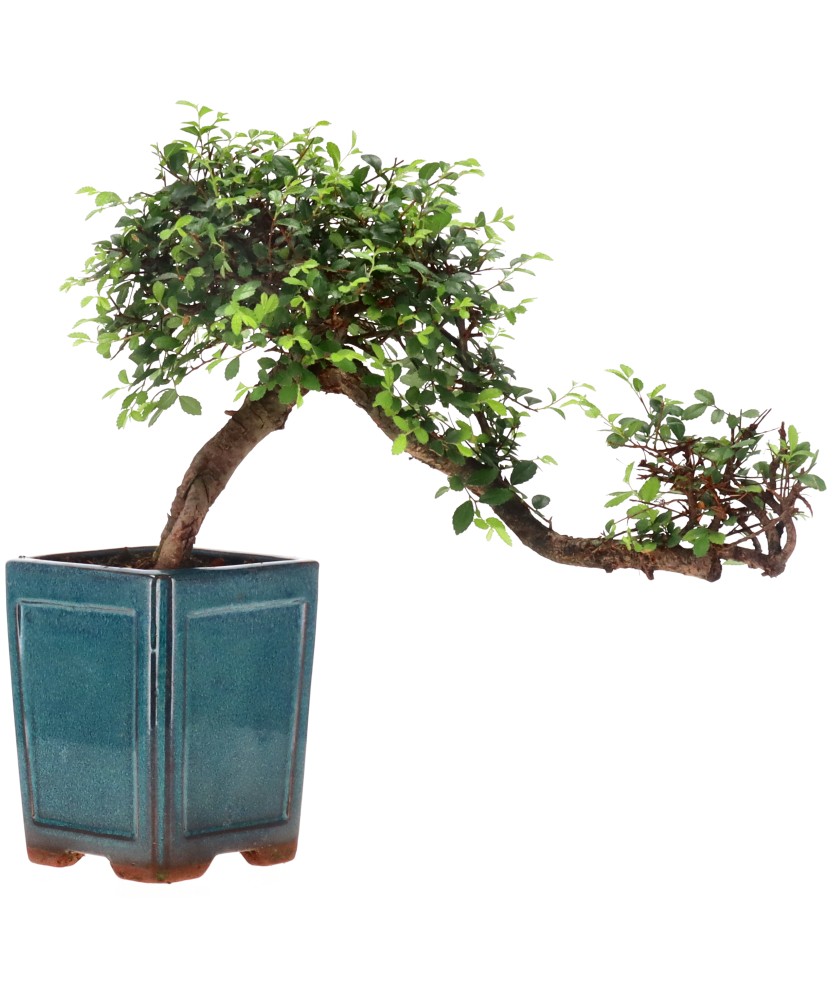 Chinese elm, approx. 12 y. (23 cm)