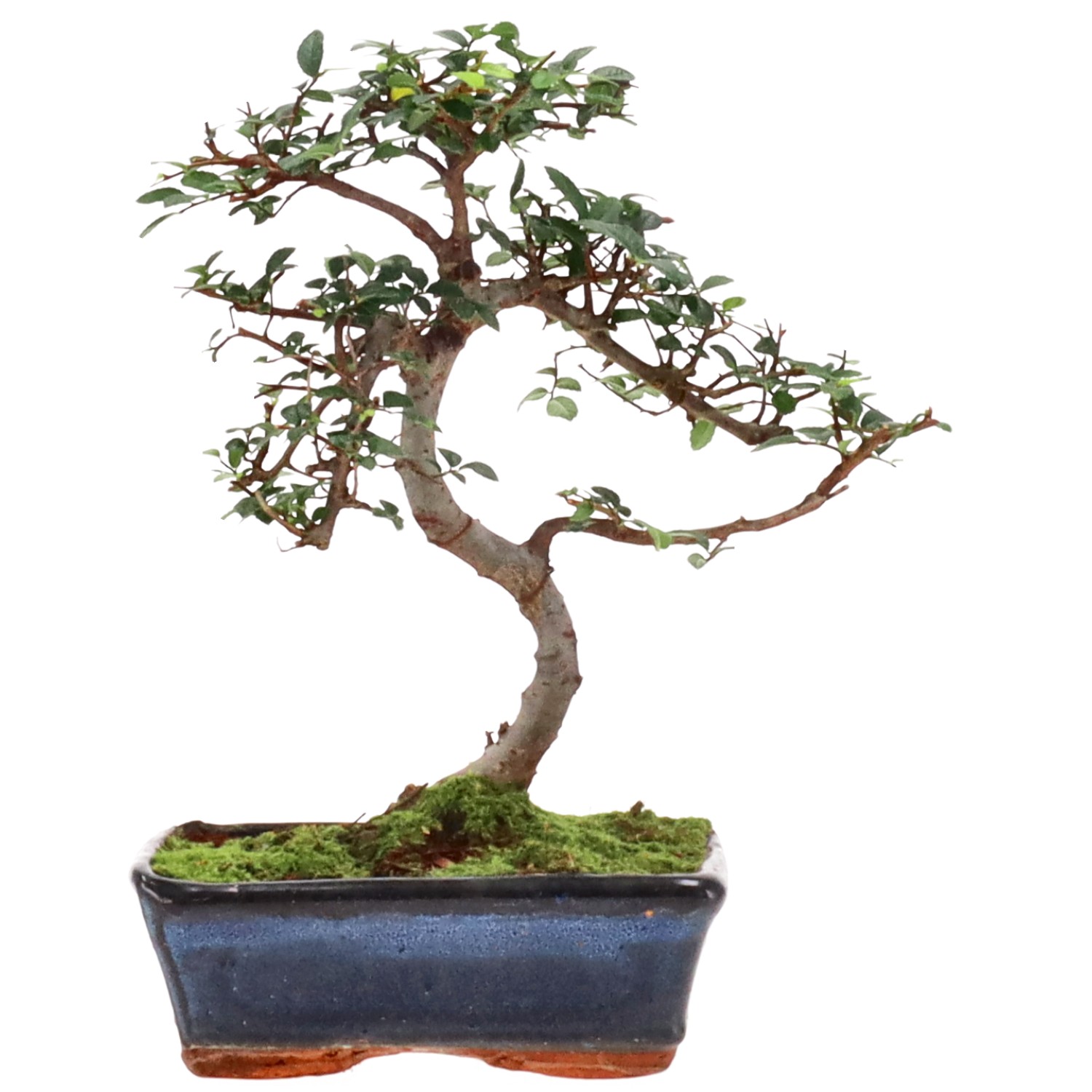 Chinese elm, approx. 9 y. (27 cm)