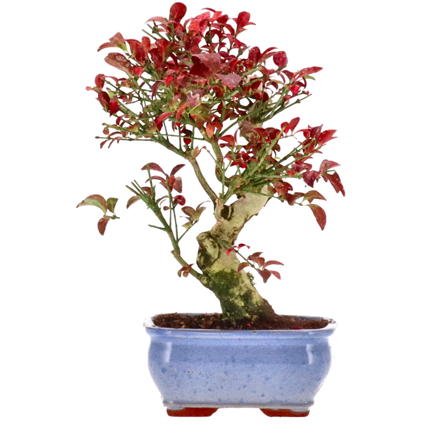 Euonymus hamiltonianus ssp. sieboldianus, env. 12 ans (27 cm)