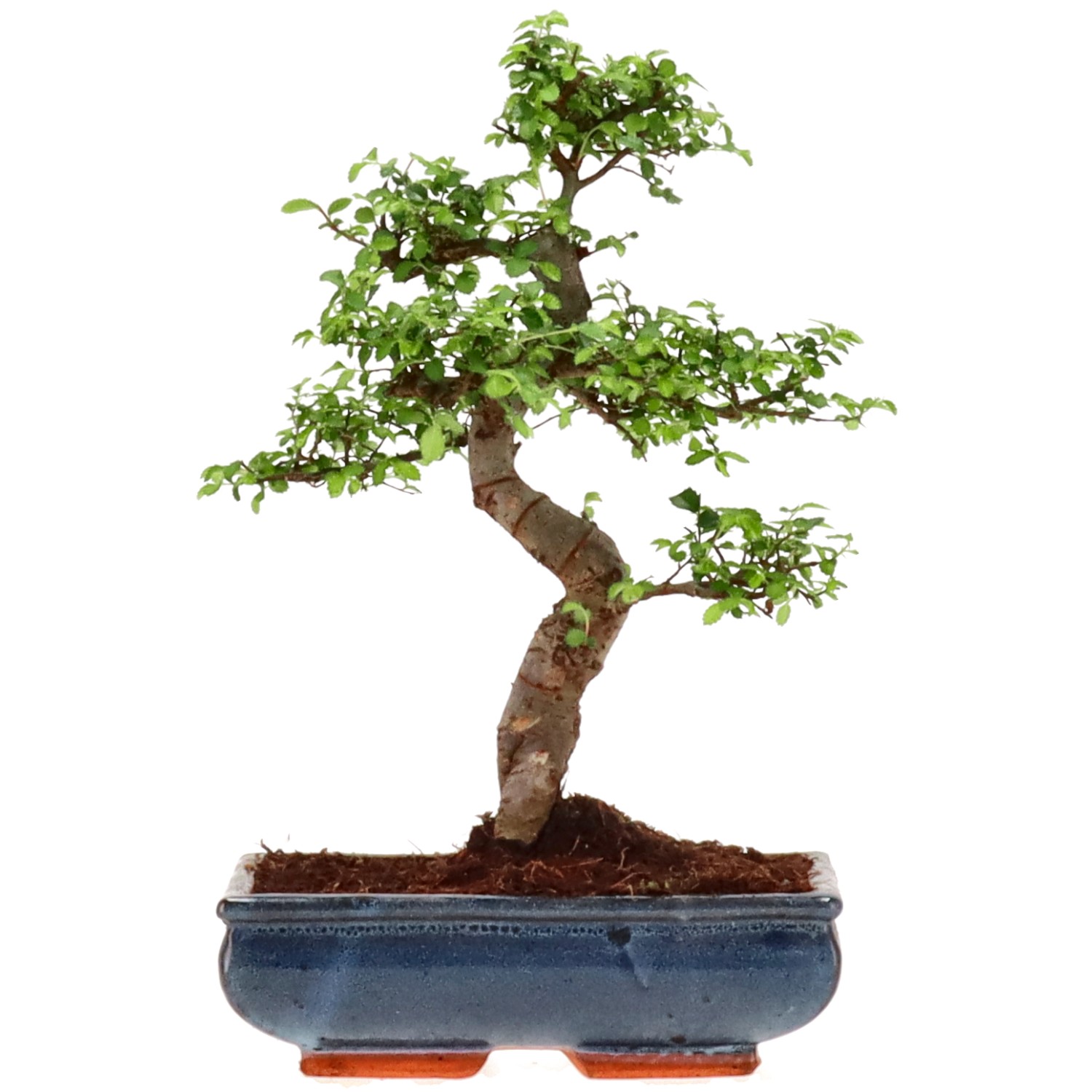 Chinese elm, approx. 14 y. (34 cm)