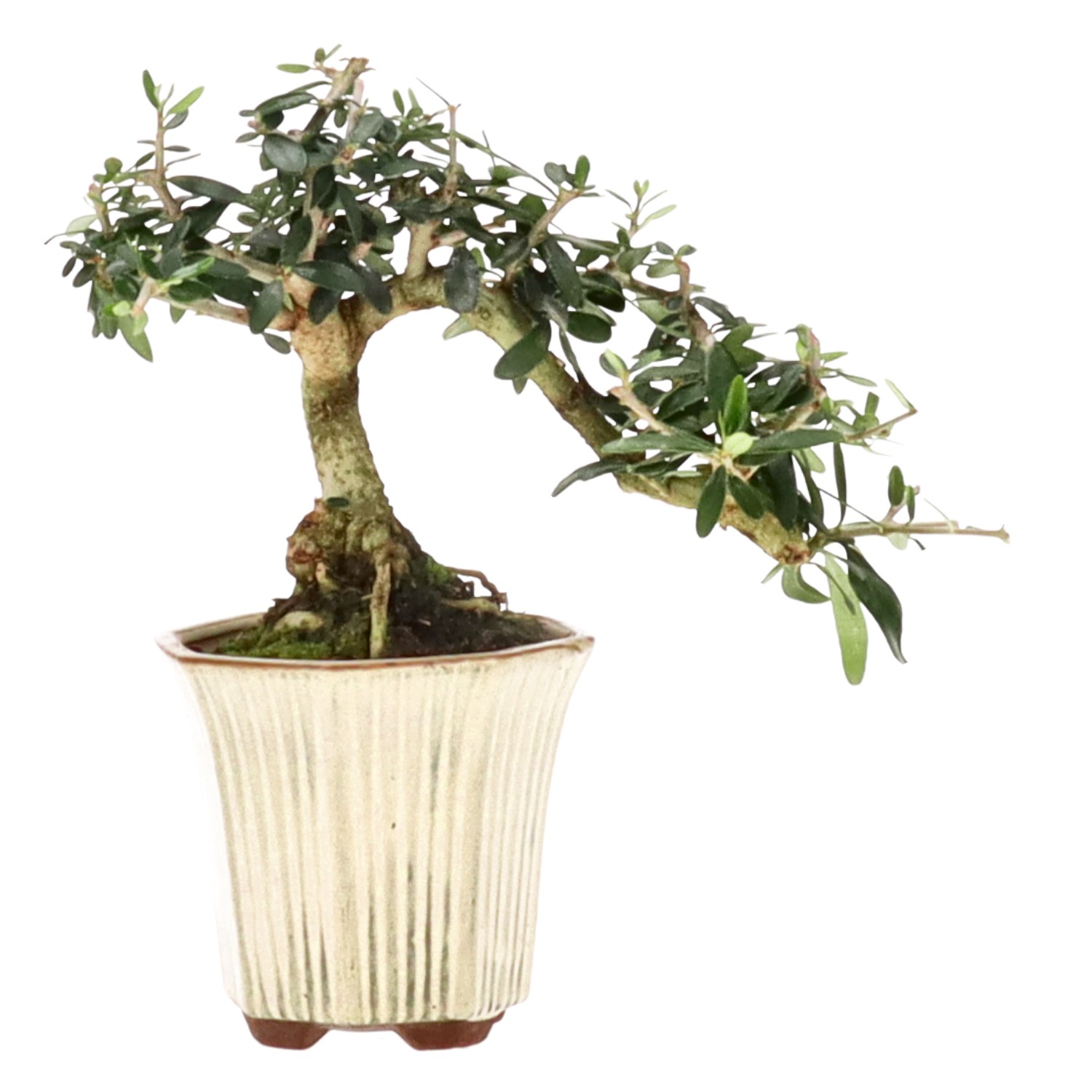 Olea sylvestris, ca. 10 anni (15 cm)