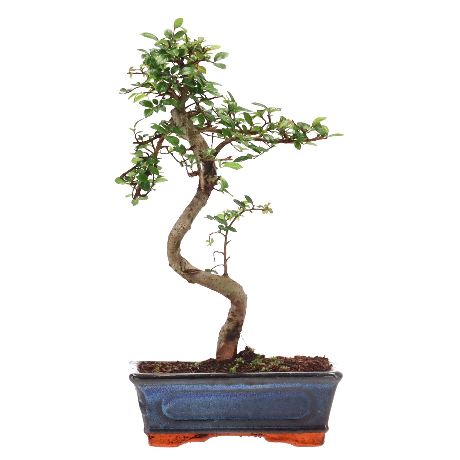 Chinese elm, ca. 9 y. (30 cm)