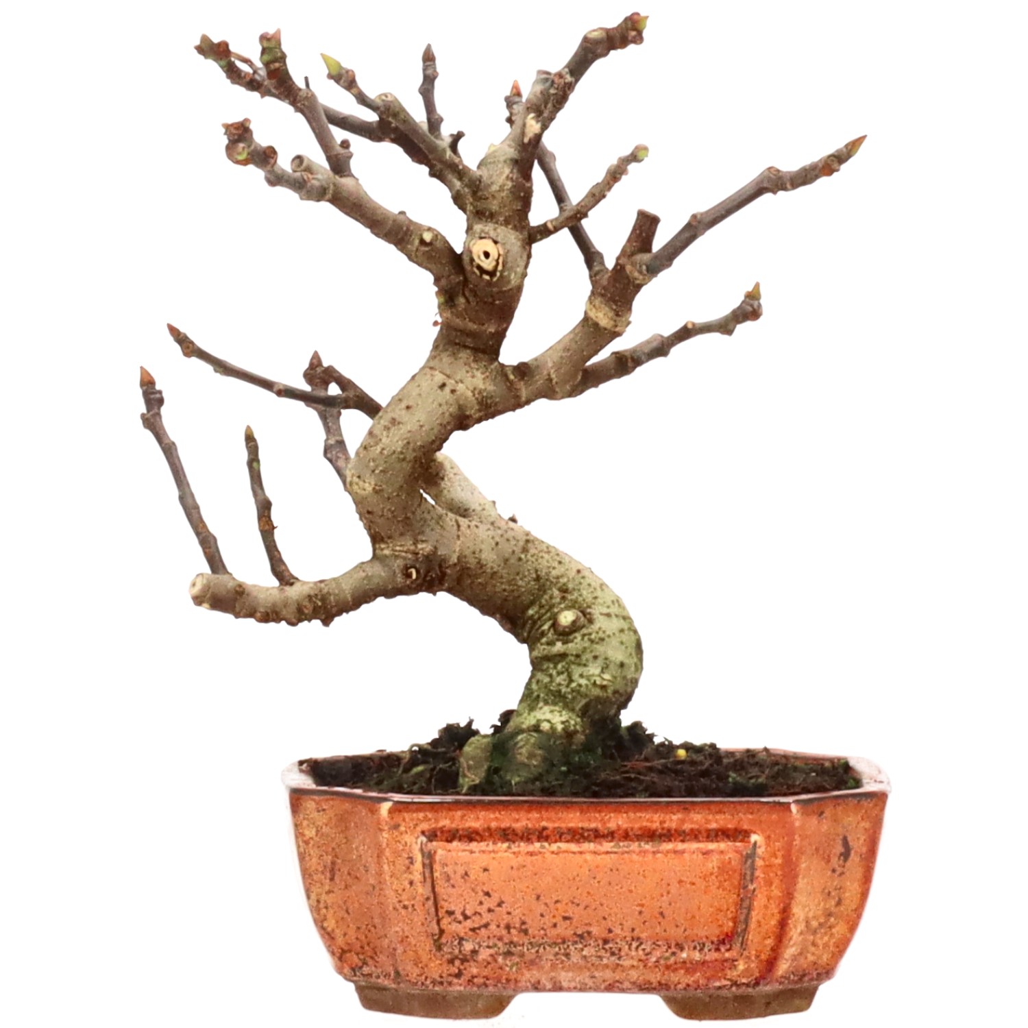 Ficus carica, ca. 10 anni (23 cm)