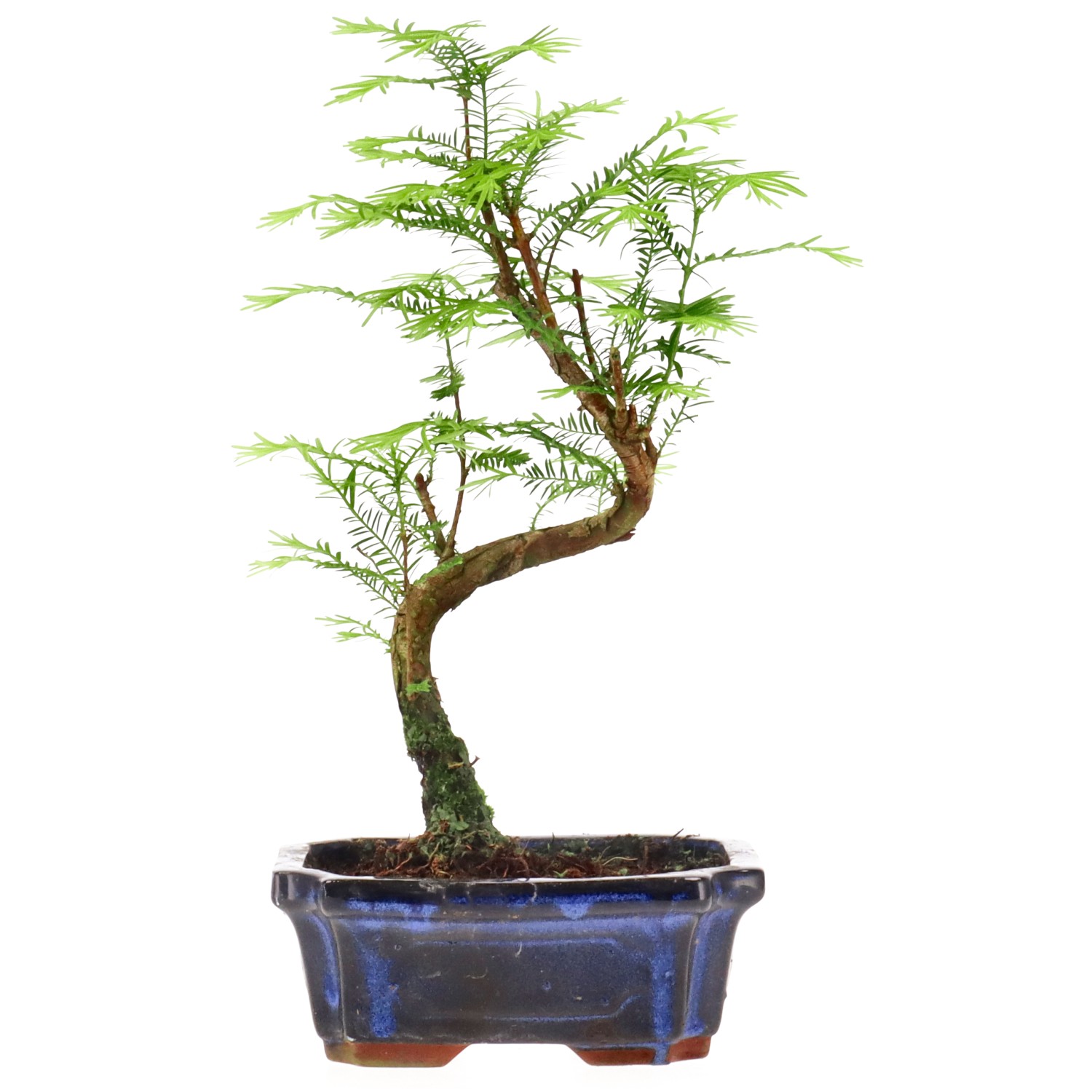 Urweltmammutbaum, ca. 5 J. (24 cm)
