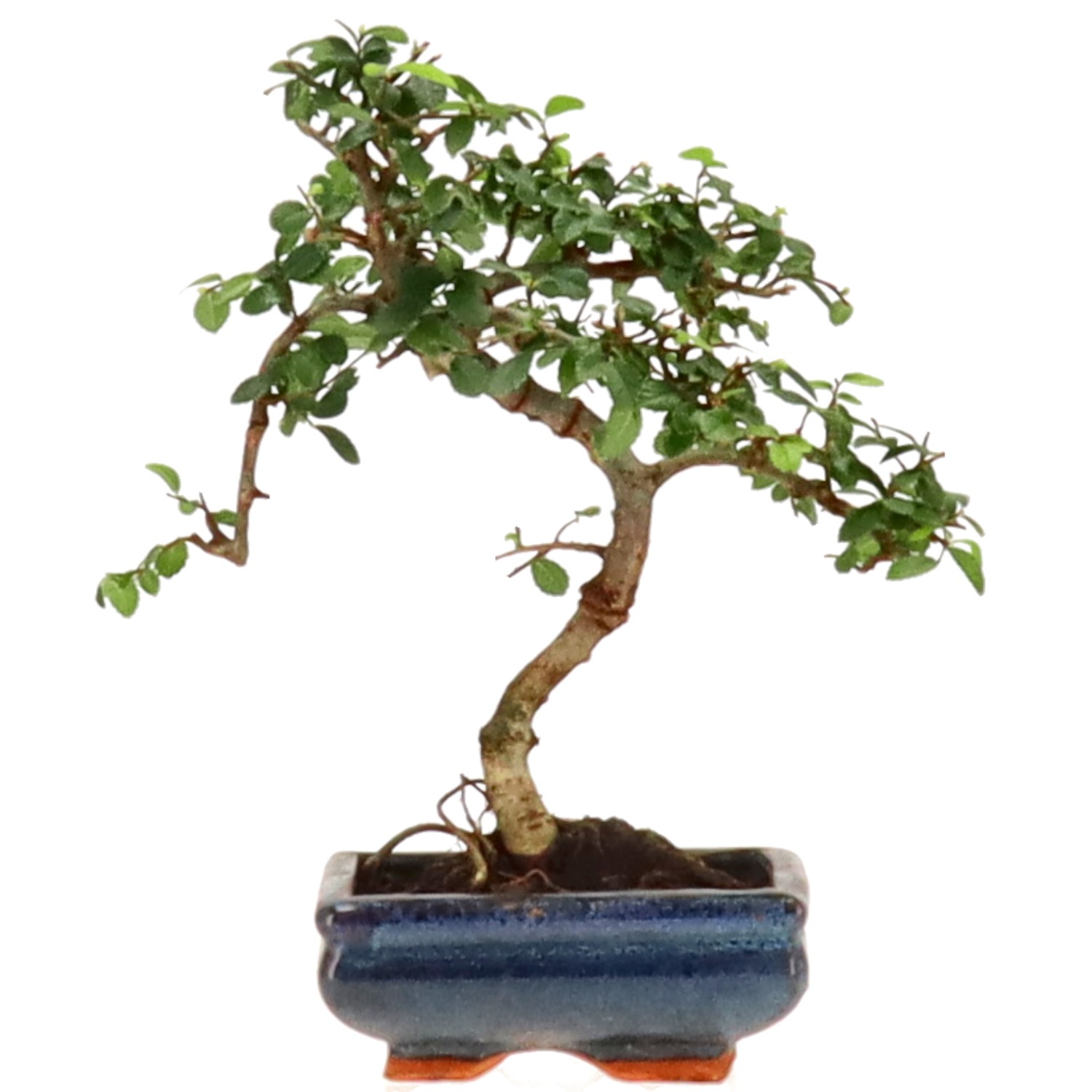 Chinese elm, approx. 7 y. (26 cm)