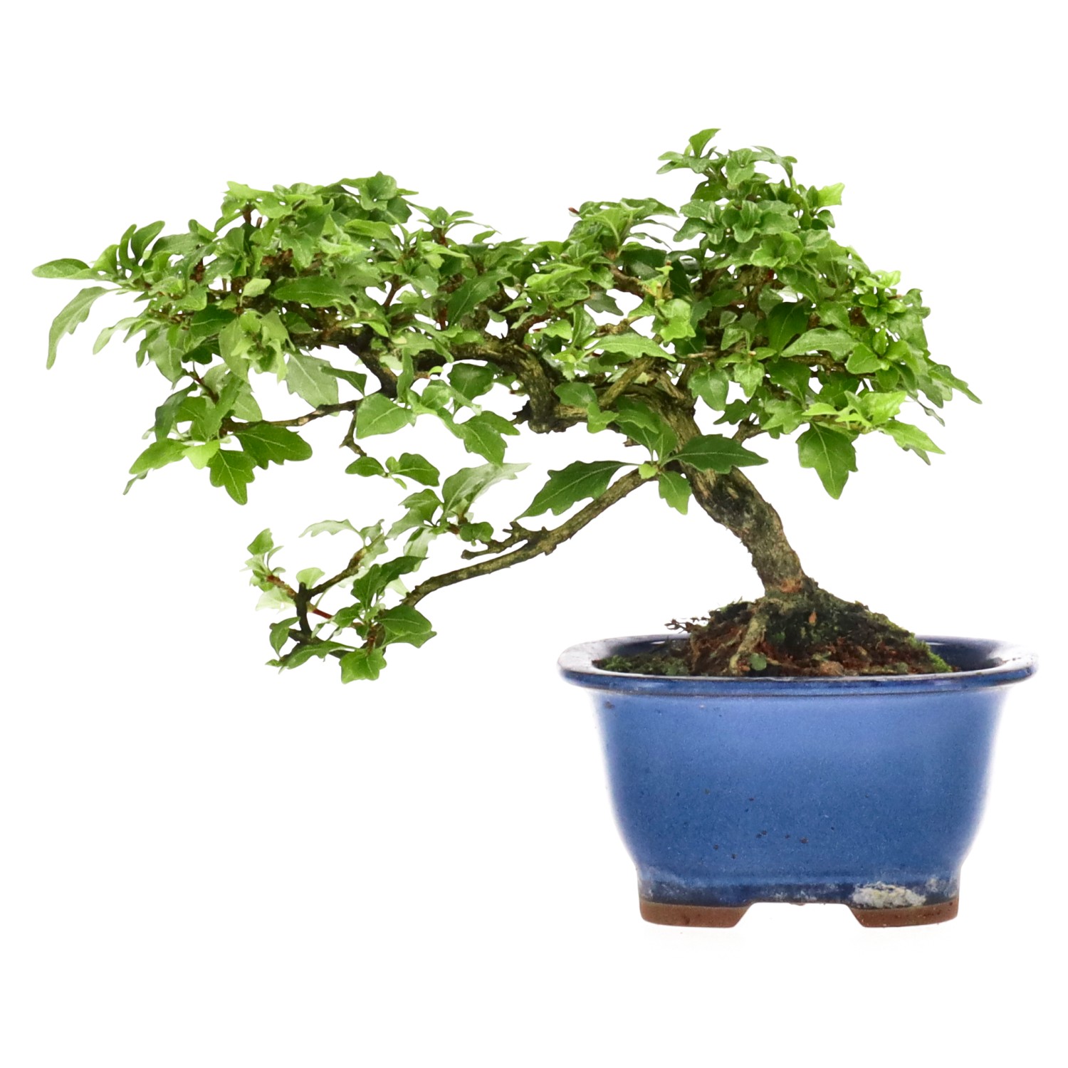 Premna japonica, env. 10 ans (15 cm)