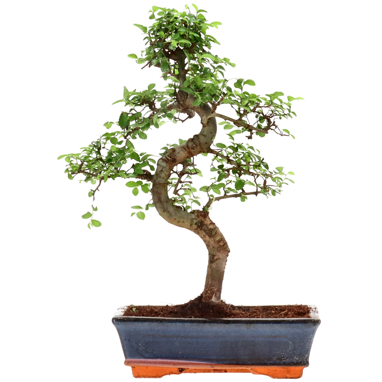 Chinese elm, approx. 14 y. (38 cm)