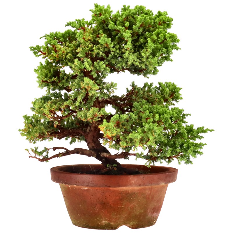Juniperus procumbens Nana, ca. 18 anni (35 cm)