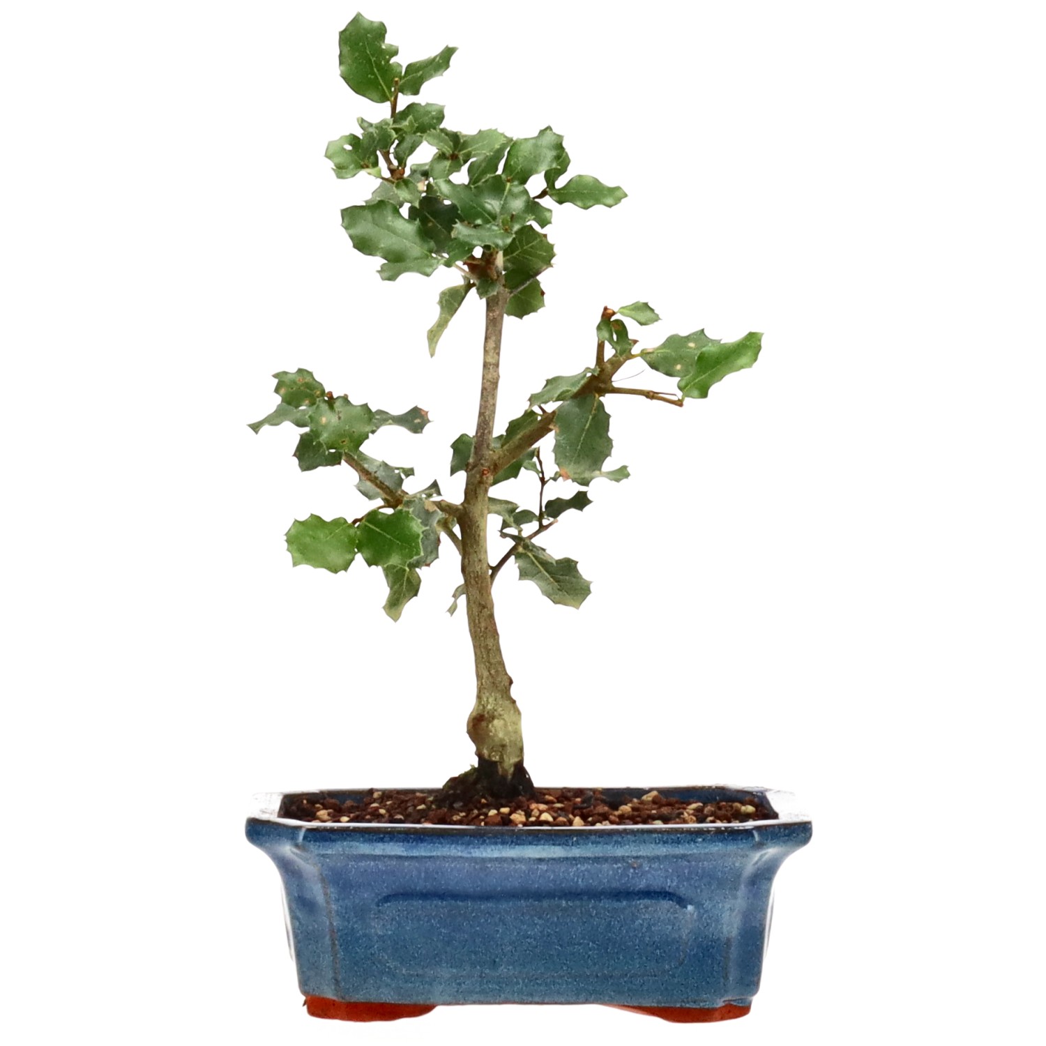 Quercus ilex, ca. 6 anni (27 cm)