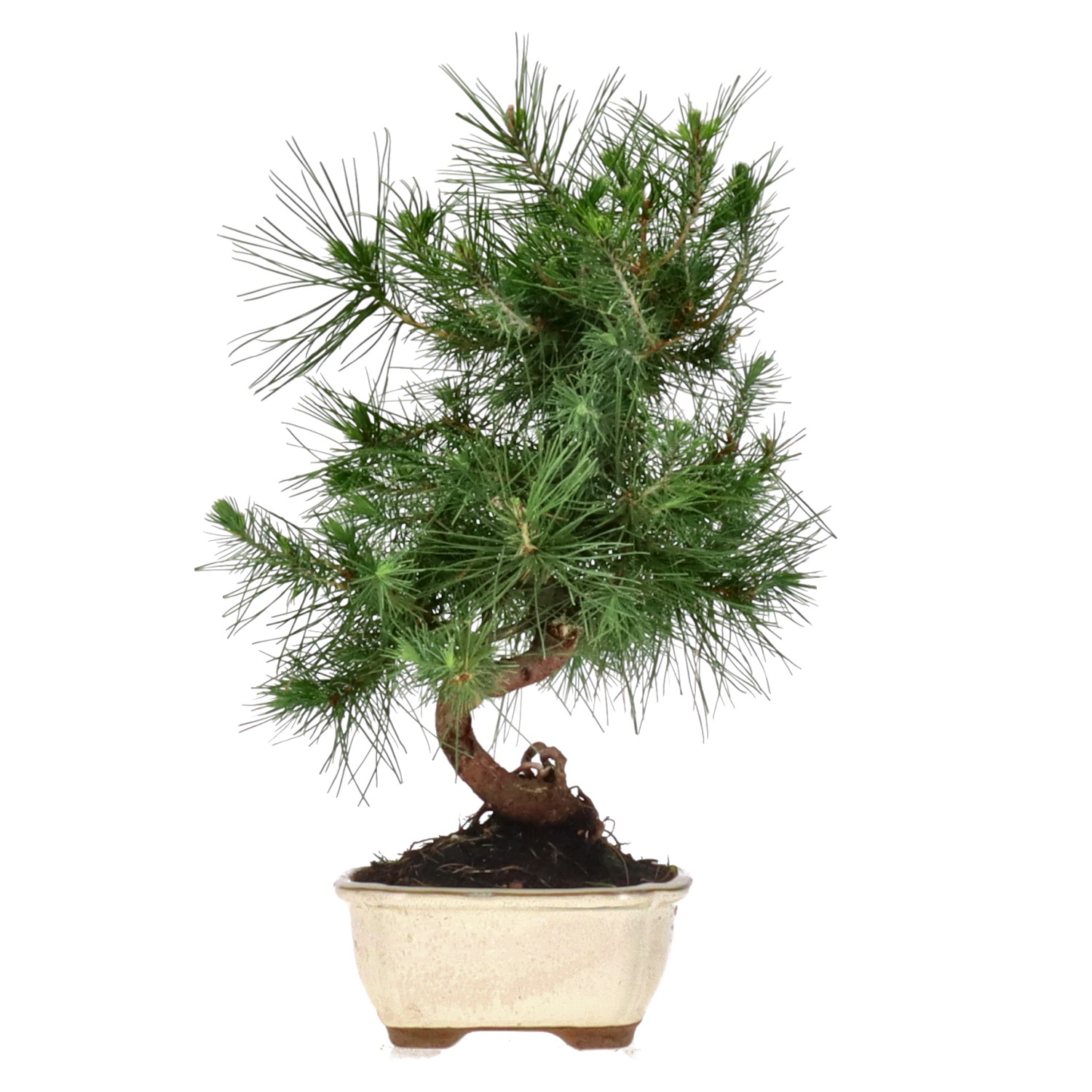 Aleppo Pine, ca. 8 y. (33 cm)