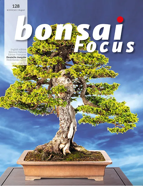 Bonsai-Focus 128 - Juli/Aug. 2024