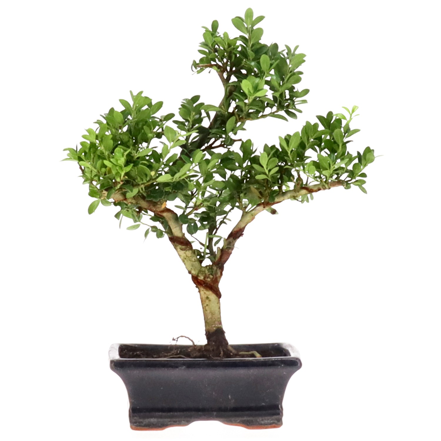 Japanese Holly, approx. 7 y. (26 cm)