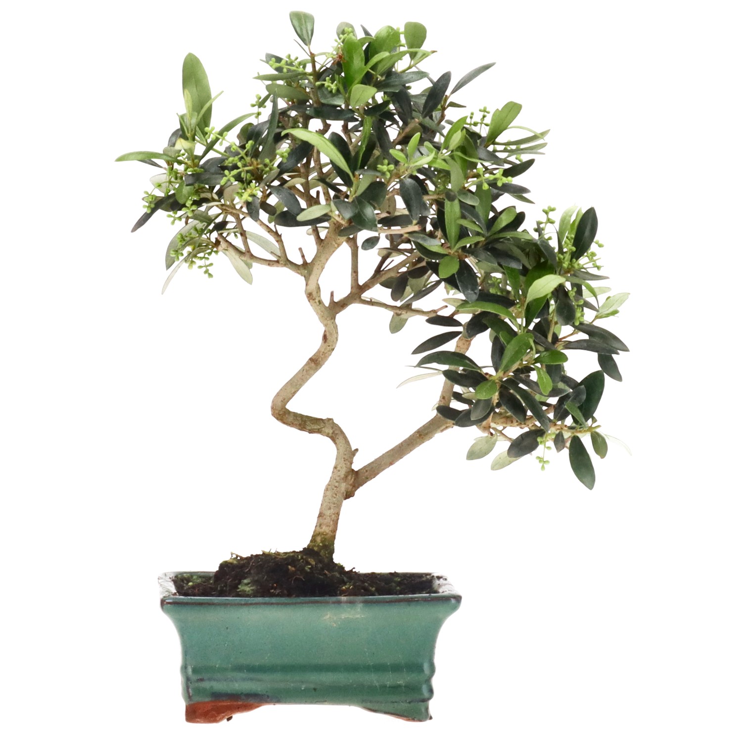 Olive, ca. 8 Jahre (30 cm)