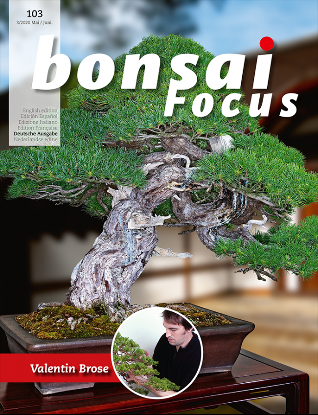Bonsai-Focus 103 Mail/Juni 2020