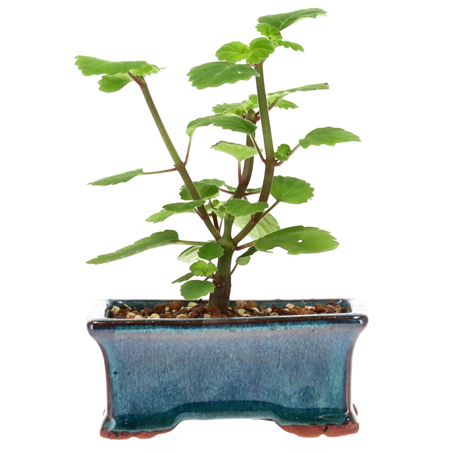 Bonsai mint / Bonsai spurflower, approx. 1 y. (12 cm)