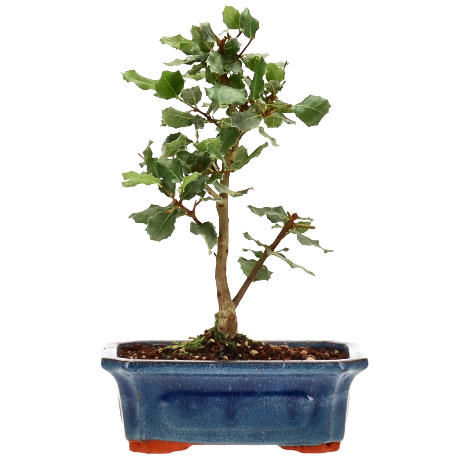 Quercus ilex, ca. 6 anni (26 cm)