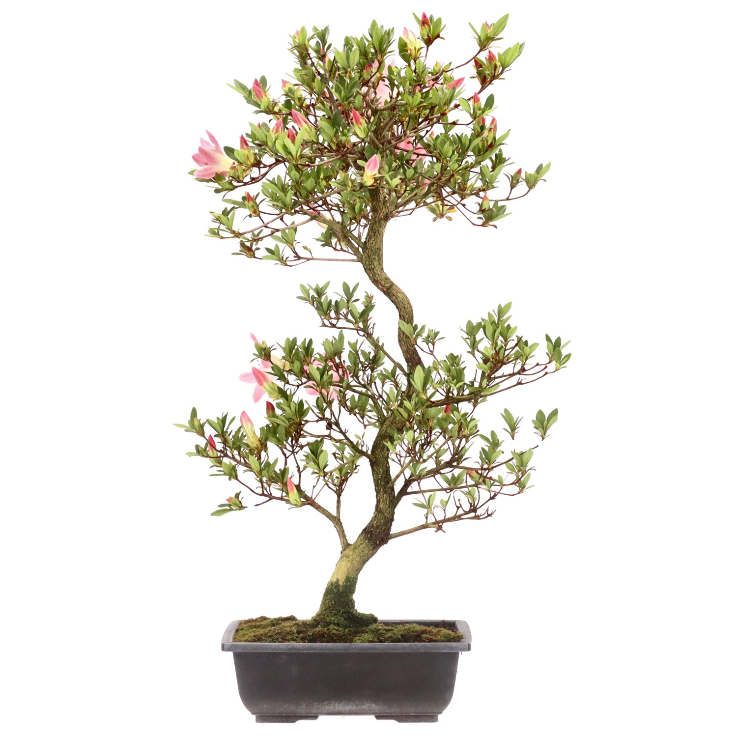 Japanese azalea, ca. 12 y. (59 cm)