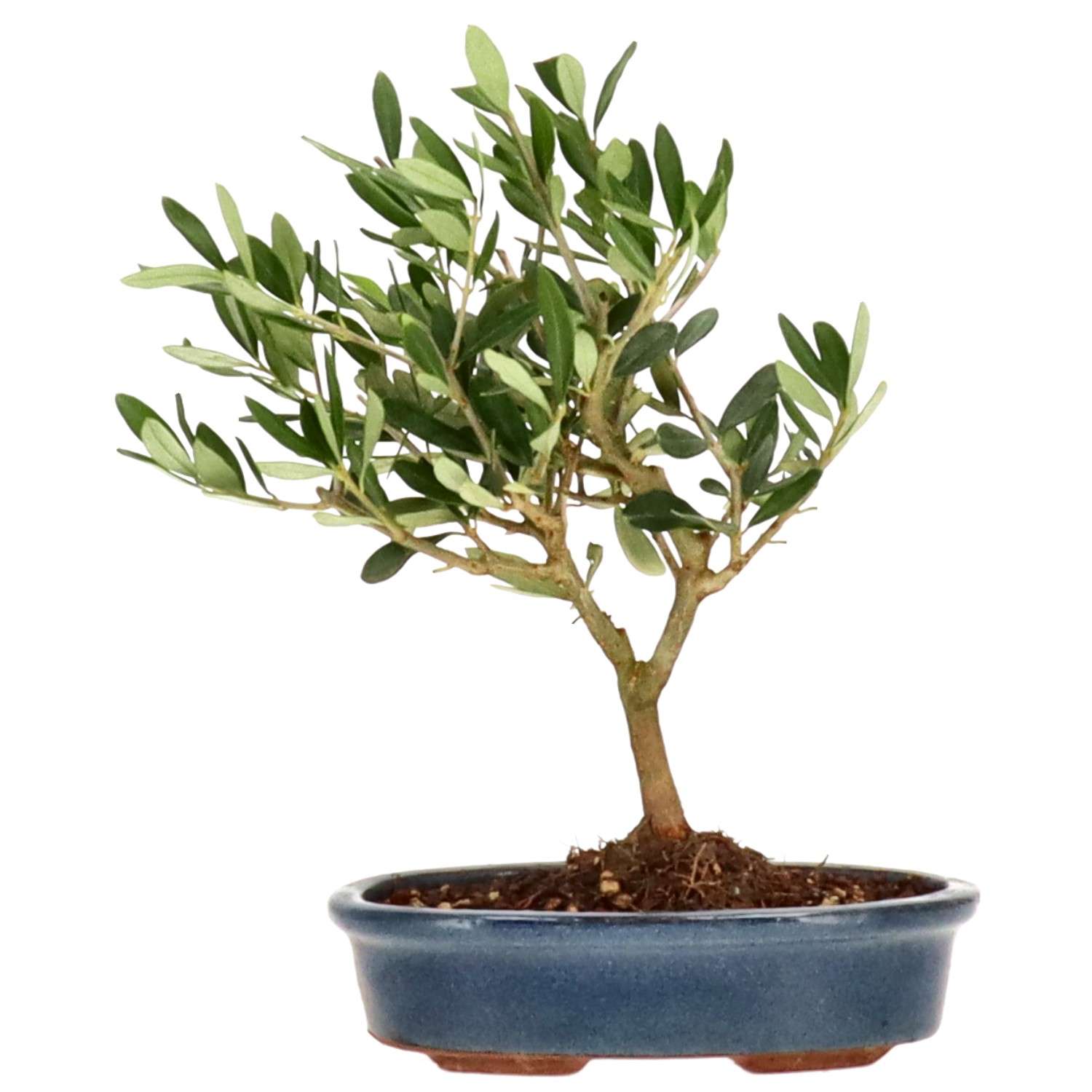 Olive tree, approx. 7 y. (25 cm)