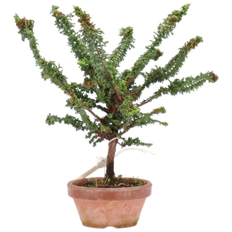 Chamaecyparis obtusa, ca. 10 jaar (24 cm)