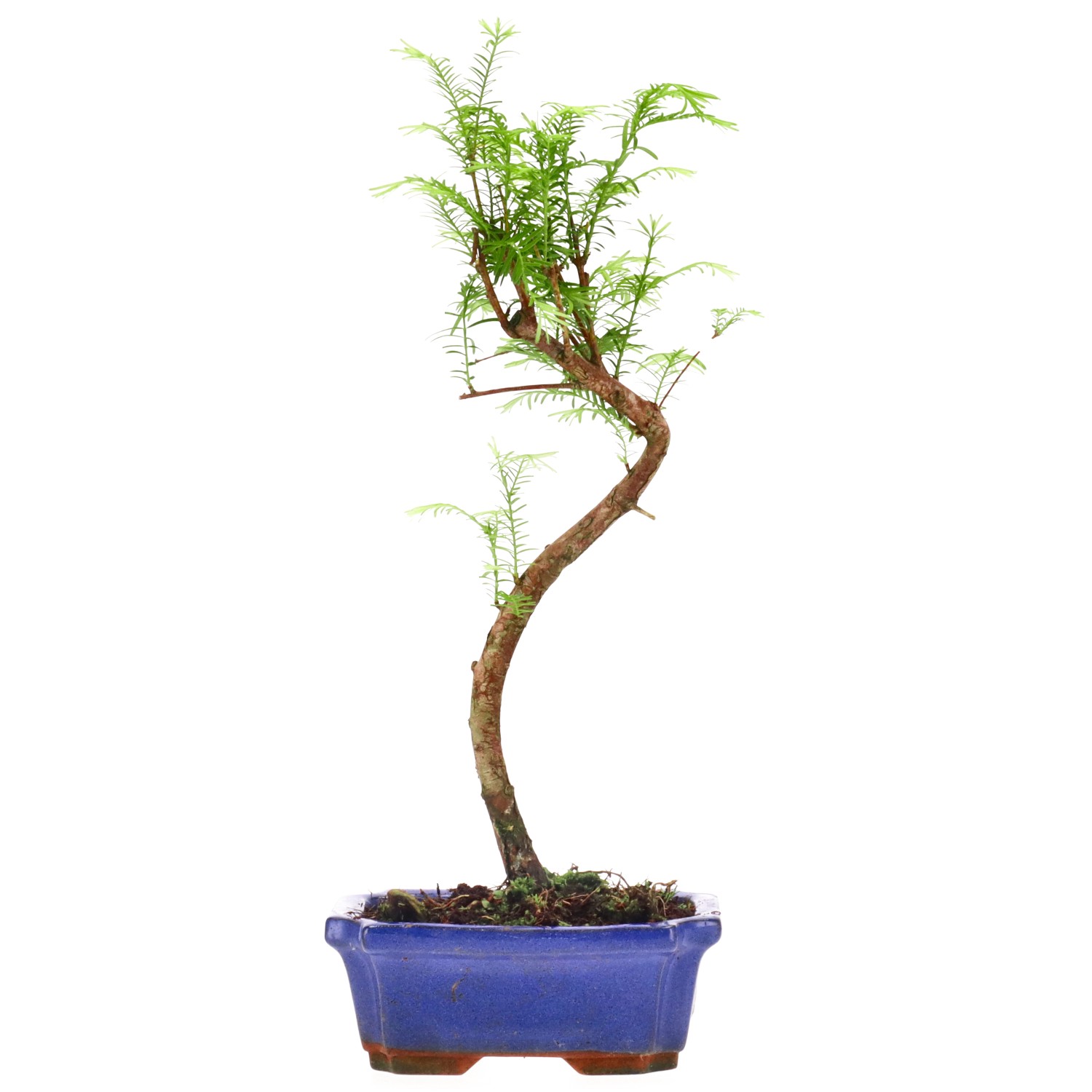 Metasequoia glyptostroboides, env. 5 ans (29 cm)