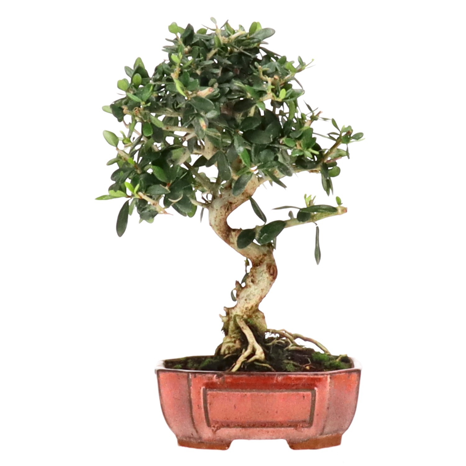 Olea sylvestris, ca. 8 anni (27 cm)